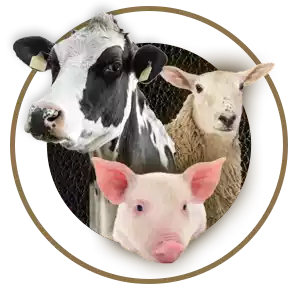 nutrimentos milenium nucleos