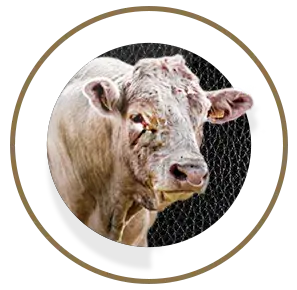 nutrimentos milenium beef