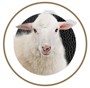 nutrimentos milenium borrego