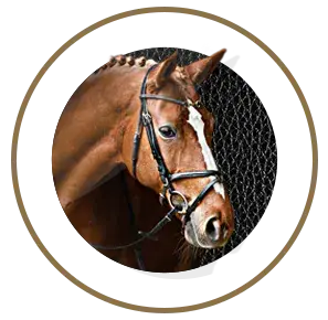 nutrimentos milenium caballo