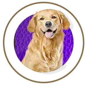 nutrimentos milenium pawwow