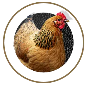 nutrimentos milenium gallina