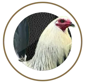 nutrimentos milenium gallos