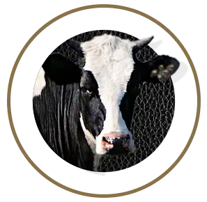 nutrimentos milenium vaca