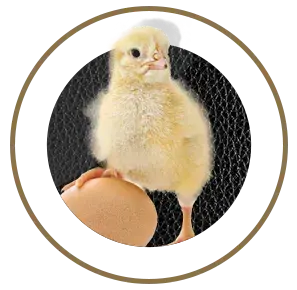 nutrimentos milenium pollitos