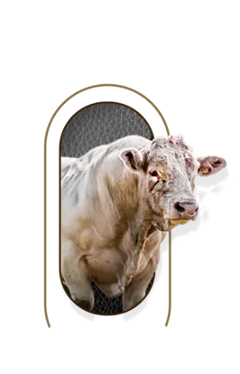 nutrimentos milenium producto beef