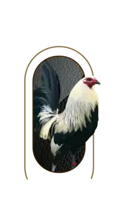 nutrimentos milenium producto rooster