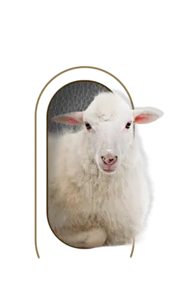 nutrimentos milenium producto sheep